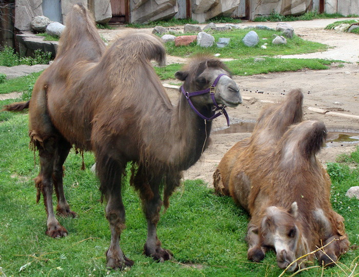 bactrian camels